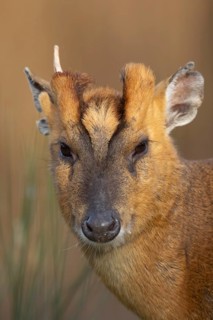 Muntjac deer (Muntiacus reevesi) adult animal head portrait, England, United Kingdom