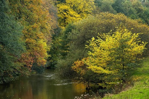 Wald an der Hunte bei Barneführer Holz in autumn, Barneführer Holz, Hatten, Lower Saxony, Germany