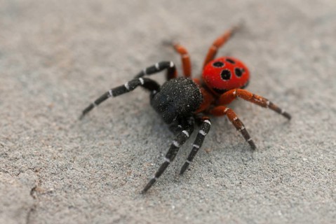 Eresus cinnaberinus, ladybird spider, arachnids, Bulgaria, male, spiders, spiders, spiders
