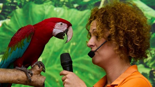 A colourful parrot and a woman with a microphone interacting on stage, Parrot (Psittaciformes),