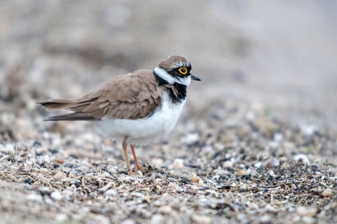 Charadrius dubius, plover, little ringed plover, birds, charadriiformes, limikolen, plower, plover,