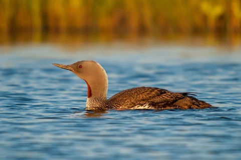 Finland, Gavia Stellata, Red-Throated Diver, Star Diver, Birds, Diver, Gaviidae, Grebe, Loons,