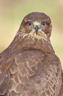 Common Buzzard (Buteo buteo), animal portrait, Wilnsdorf, North Rhine-Westphalia, Germany