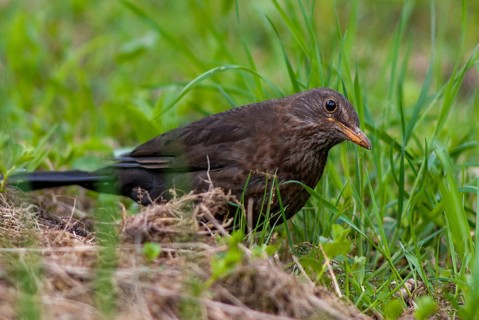 Blackbird, Turdus Merula, Birds, Female, Leo, Passeri, Songbirds, Thrush, Birds, Female