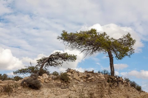 Two lonely trees sculpted by wind on rocky ground under a slightly cloudy sky, Troodos Mountains,