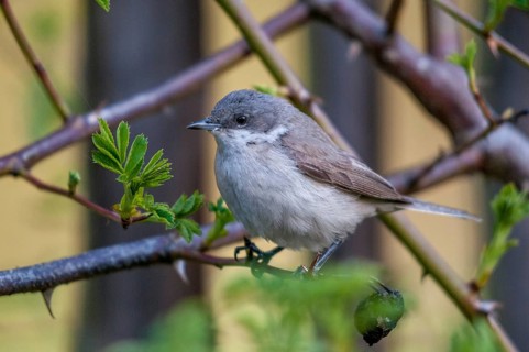 Rattleswarbler, Lesser Whitethroat, Sylvia Curruca, Birds, Garden Fence, Garden Fence, Male, Male,