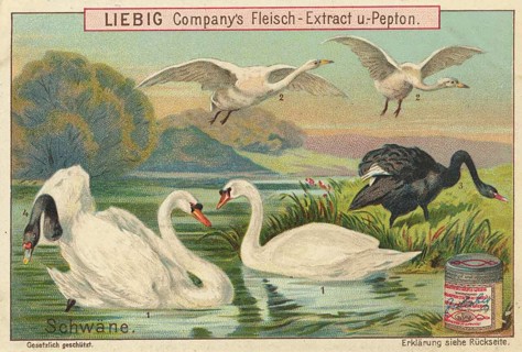 Picture series birds, several swans, including humped swans, recognizable by the orange beak with