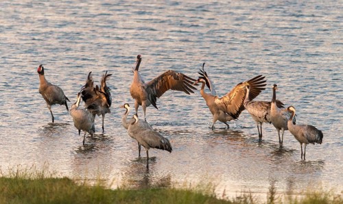 Crane, grus grus, crane, birds, gruidae, gruiformes, crane birds, sleeping community, sleeping