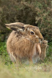 European brown hare (Lepus europaeus) adult animal in grassland, England, United Kingdom