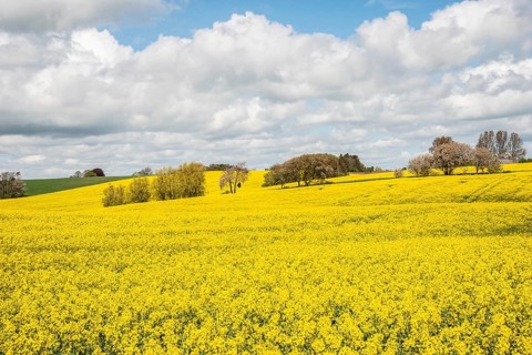Landscape with fields of yellow flowering rapeseed and cloud in Ystad municipality, Skåne county,