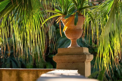 Decorative terracotta plant pot surrounded by thin palm leaves flooded with light, Palermo