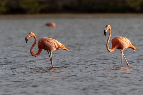 Cuba flamingos (Phoenicopterus ruber), Curacao