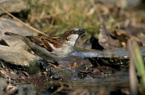 House Sparrow, Passer Domesticus, Sparrow, Bath, Bathe, Bird Bath, Birds, Garden, Leo, Male, Male,