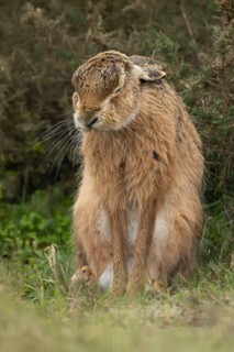European brown hare (Lepus europaeus) adult animal stretching in a grassland England, United