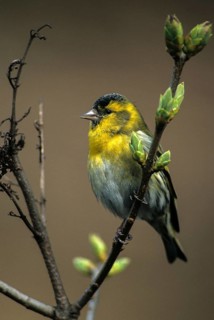 Carduelis spinus, siskin, spinus spinus, siskin, birds, spring, high size, portrait, leo, male,