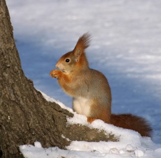 Squirrels, rodents, rodentia, sciurus vulgaris, squirrel, high size, vertical format, mammals,