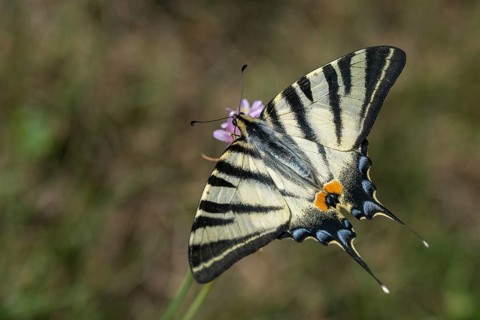 Iphiclides podalirius, scarce swallowtail, butterfly, insects, pear-tree swallowtail, sail