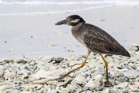 Crab Heron (Nyctanassa violacea), Playa Kalki, Curacao