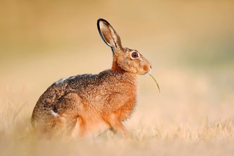 A brown hare (Lepus europaeus) is sitting in a parched meadow, eating, North Rhine-Westphalia,