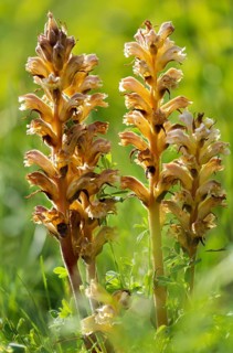 Brownroot, yellow summer root, medick broomrape, orobanche lutea, orobanche rubens,