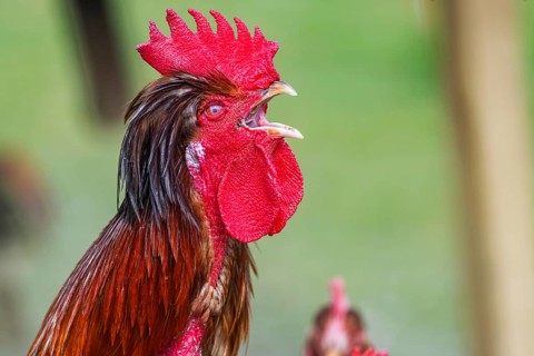 Chickens and a rooster on a poultry pasture with an outlet. Close-up of a crowing rooster.