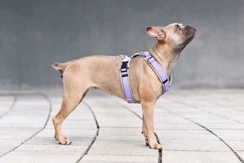 Side view of blue fawn French Bulldog with long healthy nose and tail wearing a dog harness in