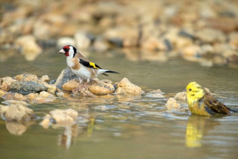 Carduelis Carduelis, Goldfinch, Emberiza Citrinella, Yellowhammer, Goldfinch, Goldfinch,
