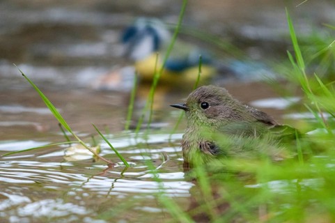 Black redstart, house redtail, Phoenicurus ochruros, bath, bird bath, birds, garden, passeri,