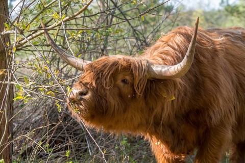 Artiodactyla, bos primigenius f. taurus, even-toed ungulate, highland cattle, kyloe, cloven-hoofed,