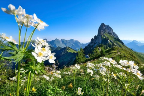 Spring in the mountains with narcissus anemones (Anemone narcissiflora) in the Fribourg Pre-Alps, a