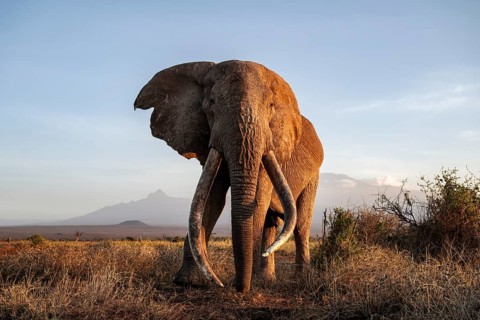 African elephant (Loxodonta africana) with Kilimanjaro, the famous Super Tusker elephant Craig, old
