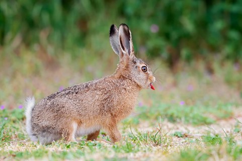 A brown hare (Lepus europaeus) is sitting in a meadow and sticking out its tongue, North