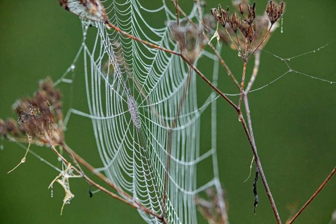 A filigree spider web with dew drops on dry branches, spider web with morning dew