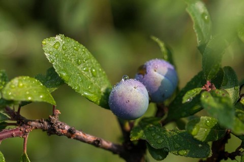 Cultivated plum, cultivated plant, neophyte, plum, Prunus domestica, rosaceae, rose family, flora,