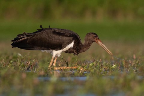 Black Stork (Ciconia nigra) juvenile foraging, Tiszaalpár, Hungary