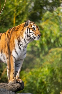Siberian tiger (Panthera tigris tigris) walking in a forest, captive, incidence in Russia and