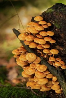 Real stick sponge, European stick sponge, common stick sponge, Kühneromyces mutabilis, stick