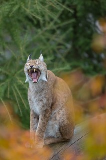 One Eurasian lynx, (Lynx lynx), sitting on fallen dead tree with a green natural background and