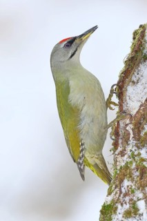 Grey-headed woodpecker (Picus canus), a male perched on the trunk of a grey birch (Betula