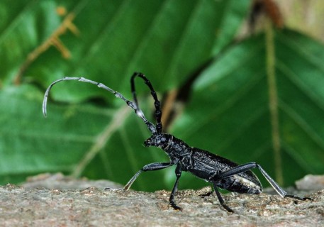 Beechbuck, beech spike, cerambycidae, cerambyx scopolii, small oakbuck, wrinkled buck, scopolis