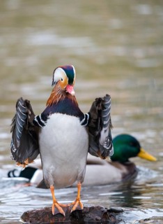 Aix galericulata, mandarin, mandarin duck, anatidae, bath, birds, ducks, ducks, ducks, ducks, male,