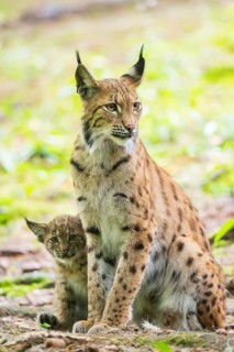 Eurasian lynx (Lynx lynx) mother with her youngster (cub) in a forest, Bavaria, Germany