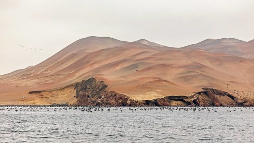 Sandy hills and birds near the sea create a vast, natural backdrop, guano cormorants, also known as