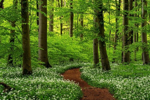 A forest path, carpeted in reddish-brown leaves, winds its way between European beech trees (Fagus