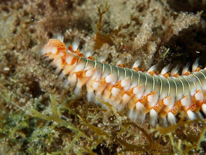 Close-up of a fireworm (Hermodice carunculata) moving through the underwater vegetation, dive site: