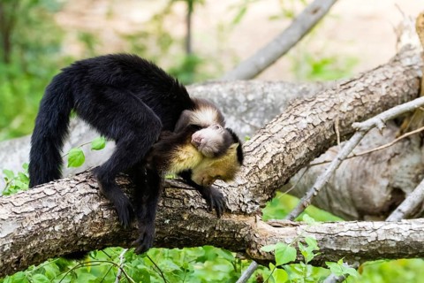 Central America, Costa Rica, (Cebus capucinus), capuchin monkey, white-shouldered capuchin monkey,
