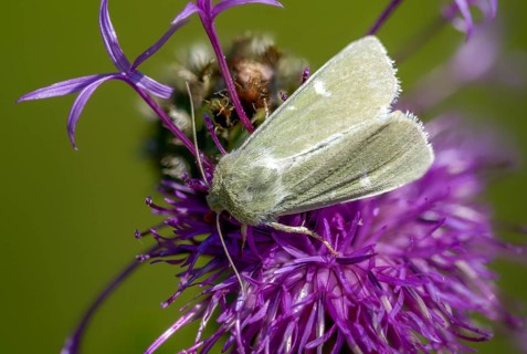 Burren green, calamia tridens, green owl, dry grass green owl, butterfly, insects, moths, moths,