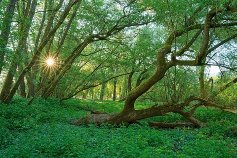 Sunbeams penetrate a dense, green forest with curved trees, Boxtal, Main-Boxtal, Tauber-Kreis,