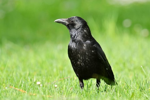 A carrion crow (Corvus corone) perched in a meadow, Baden-Württemberg, Germany