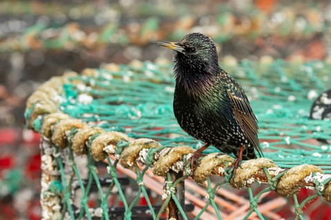 European or Common starling (Sturnus vulgaris) adult bird singing on a lobster pot in a harbour,